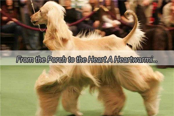 From the Porch to the Heart A Heartwarming Tale of a Dogs Journey Home